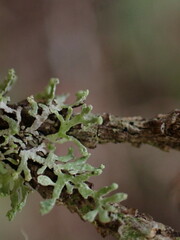 Hypogymnia hultenii