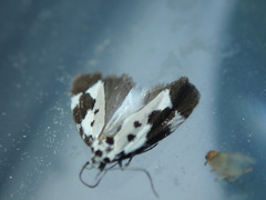 Ethmia