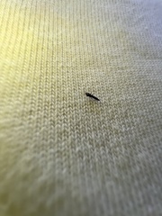 Klambothrips myopori