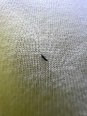 Klambothrips myopori