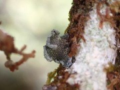 Erioderma sorediatum
