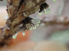 Hypogymnia hultenii
