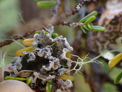 Erioderma sorediatum