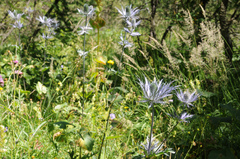 Eryngium alpinum