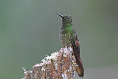 Boissonneaua flavescens