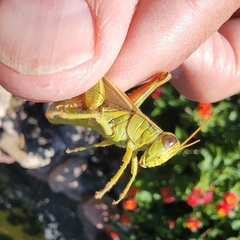 Melanoplus yarrowii