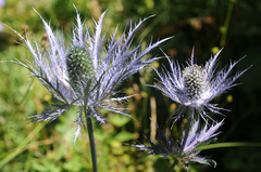 Eryngium alpinum