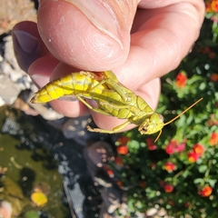 Melanoplus yarrowii