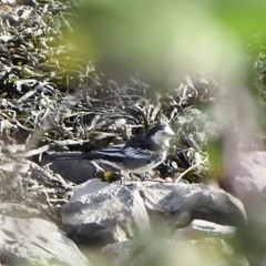 Motacilla alba yarrellii