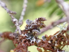 Erioderma sorediatum