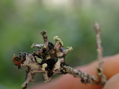 Hypotrachyna sinuosa