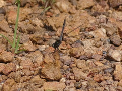 Urothemis