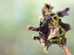 Hypotrachyna sinuosa