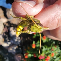 Melanoplus yarrowii