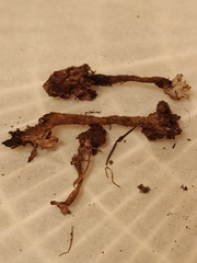 Clavulina castaneipes