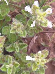 Dyschoriste setigera