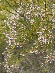 Baccharis angustifolia