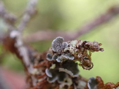 Erioderma sorediatum