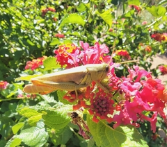 Melanoplus yarrowii