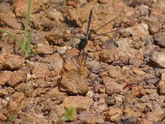 Urothemis