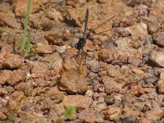 Urothemis