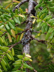 Erioderma sorediatum