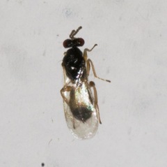 Euplectrus