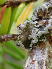 Erioderma sorediatum