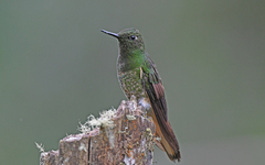 Boissonneaua flavescens