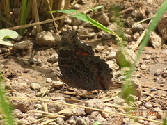 Precis octavia octavia