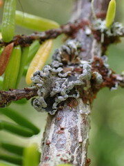 Erioderma sorediatum