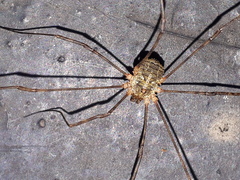 Lacinius dentiger