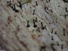 Chaenothecopsis