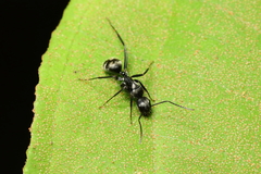 Myrmaphaenus