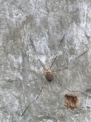 Rilaena triangularis