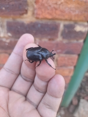 Hypselogenia geotrupina geotrupina