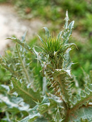 Onopordum macracanthum