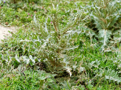 Onopordum macracanthum