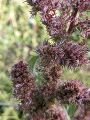Amaranthus retroflexus