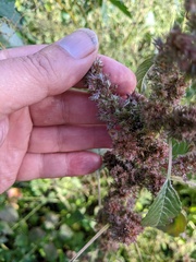 Amaranthus retroflexus