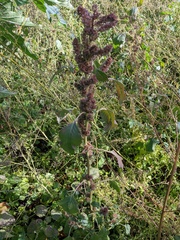 Amaranthus retroflexus