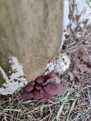 Gymnopilus purpuratus