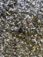 Phrurolithus