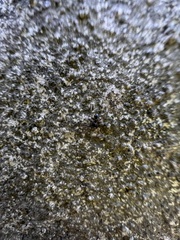Phrurolithus