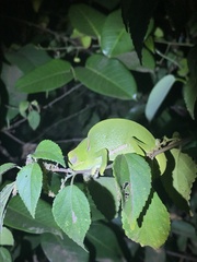 Chamaeleo dilepis