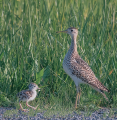 Bartramia longicauda