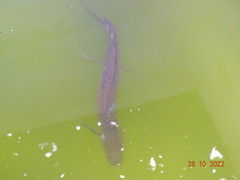 Protopterus annectens