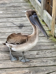 Pelecanus occidentalis