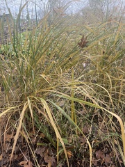 Panicum virgatum