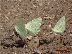 Catopsilia florella